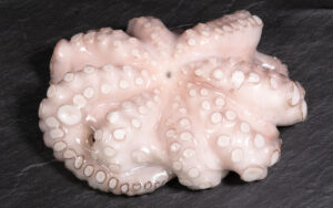 Pulpo ohne Kopf (Tintenfisch)